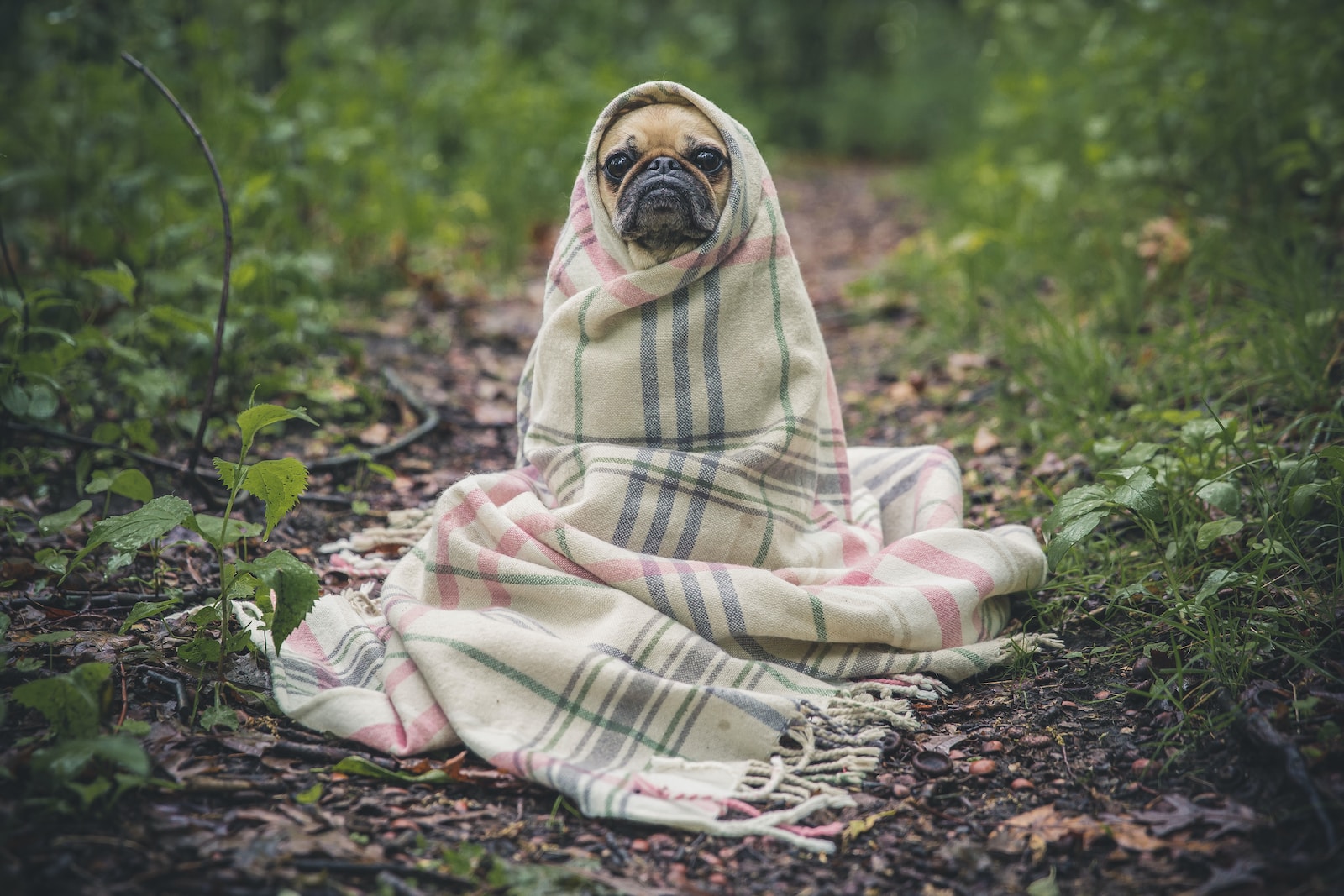 Pet Reincarnation: Exploring Spiritual Beliefs and Stories of Pets’ Return